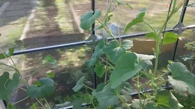 ГОРЯЧАЯ ТРАВА в ПРИРОДНОМ ЗЕМЛЕДЕЛИИ (эксперимент) часть 1 смотреть онлайн