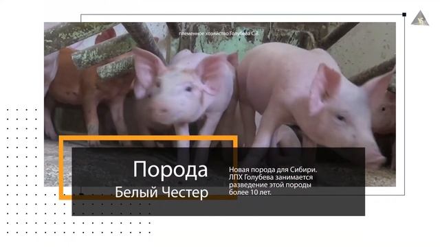 Продажа поросят белый Честер смотреть онлайн