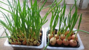 Как вырастить вкусный лук на подоконнике