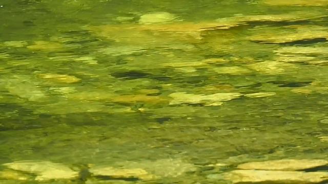 CAMP OUT Trip to Find HUGE Fish [BONUS VIDEO] смотреть онлайн