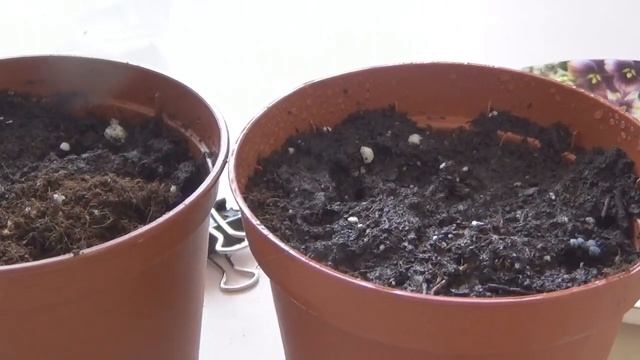 БАЗИЛИК--ПОСЕВ СЕМЯН НА РАССАДУ-2 способа смотреть онлайн