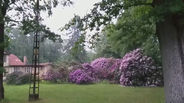 Рододендроны в Ботаническом саду. смотреть онлайн