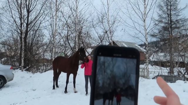 VLOG: КОННАЯ прогулка / Распаковка Shein / Кормление лошадей / Стрижка Хардина смотреть онлайн