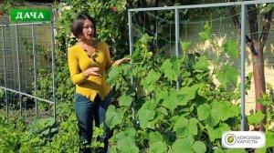 Огурцы в открытом грунте//Все секреты в одном видео - посадка, формировка, обработка, удобрения