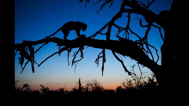 LJ150302 053 sergeydolya Сергей Горшков - Медвежий фотогра смотреть онлайн