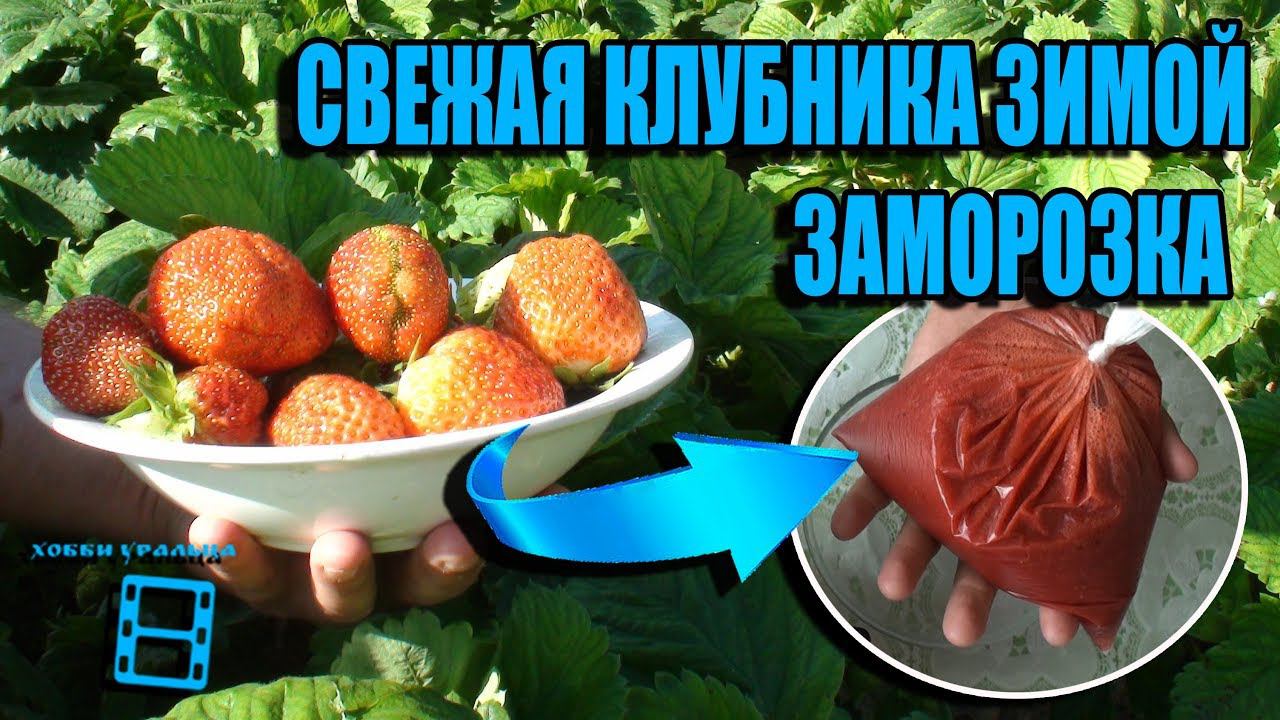 СВЕЖАЯ КЛУБНИКА ЗИМОЙ. ЗАМОРОЗКА ЗЕМЛЯНИКИ САДОВОЙ НА ЗИМУ. РЕЦЕПТЫ И ЗАГОТОВКИ. ЗАМОРОЗКА ЧАСТЬ 1 смотреть онлайн