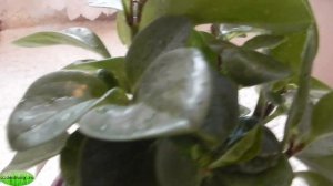 ПЕПЕРОМИЯ : ВЫРАЩИВАНИЕ , РАЗМНОЖЕНИЕ . #ВРЕДИТЕЛИ_ПРОБЛЕМЫ_ПЕПЕРОМИИ #туполистник #ольденбургру