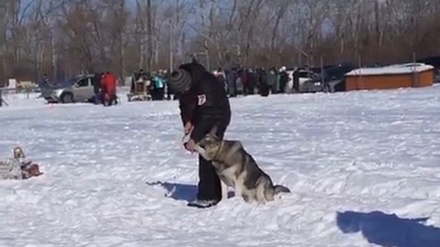 Седой Урал Юлий Цезарь 1 место выборка ЗКС категория спорт Соревнования ВЕО vs НО 23.02.2019 смотреть онлайн