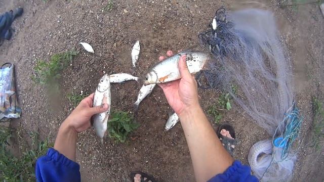 Рыбалка на косынки и кастинговую сеть! Мандавошка не поймала рыбы! ловля рыбца! хороший улов! смотреть онлайн