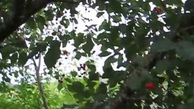 ЧЕРЕВИШНЯ ДЮК . ЯГОДЫ В НАШЕМ САДУ. смотреть онлайн