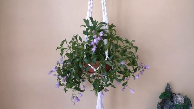 Цветение фиалки ЛЕ-Шотландский Вереск | Трейлерные фиалки после зимы смотреть онлайн