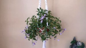 Цветение фиалки ЛЕ-Шотландский Вереск | Трейлерные фиалки после зимы