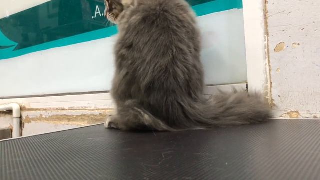 Scottish Fold Cat puppy | cute cat смотреть онлайн