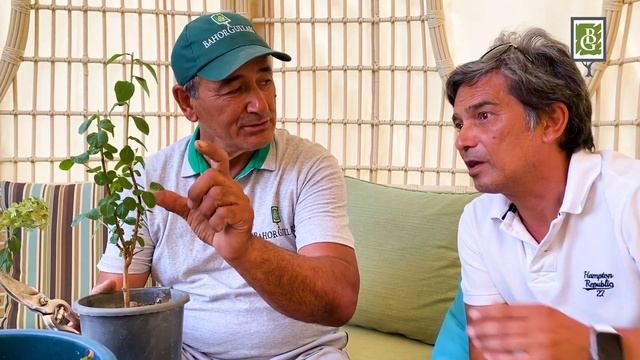 Инжиқ ҳинд сирени ва гортензия парвариши сирлари хақида биласизми? смотреть онлайн