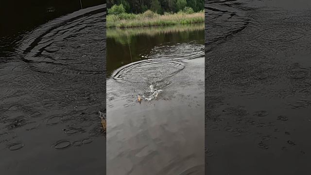 Я ее вымучил, по другому не назвать #спиннинг #рыбалка #щука #рыба смотреть онлайн