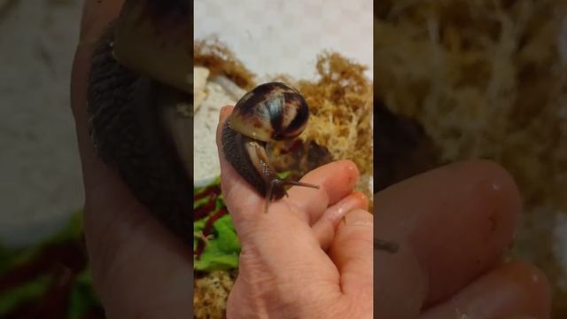 Красивая ракушка.2 месяца. #ахатины #улитки #африканскаяулитка #улиткаахатина