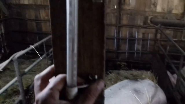 Закончили сливную яму. Планы что будем делать с поросятами. Свиноматки много едят. смотреть онлайн