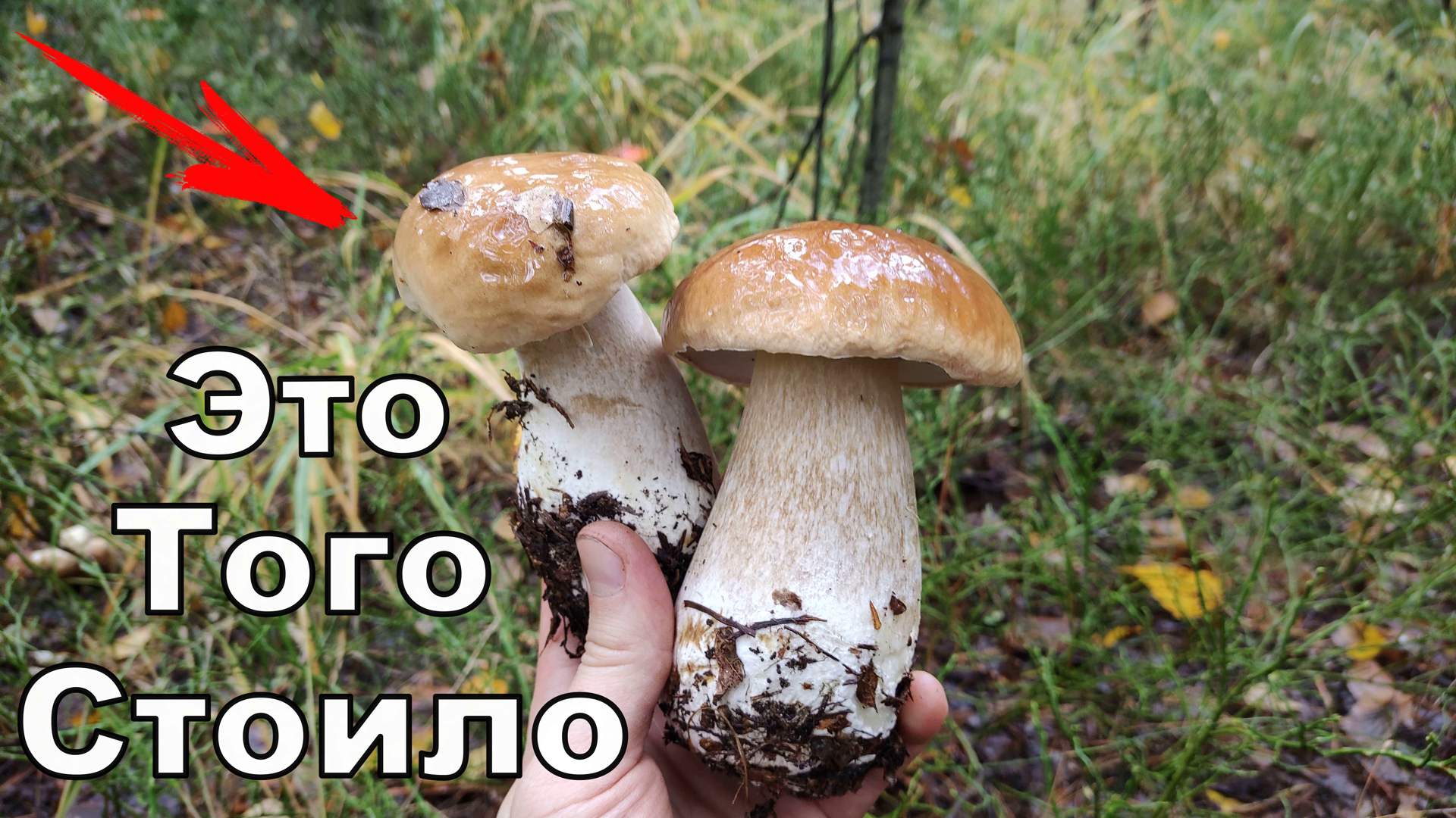 Белые Грибы не Заставили Себя Долго Ждать. Просто Сказочная Поляна