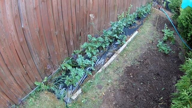 Посадка картофеля на целину под пленку. смотреть онлайн