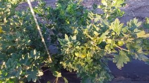 Крыжовник Орфей. Самый вкусный сорт