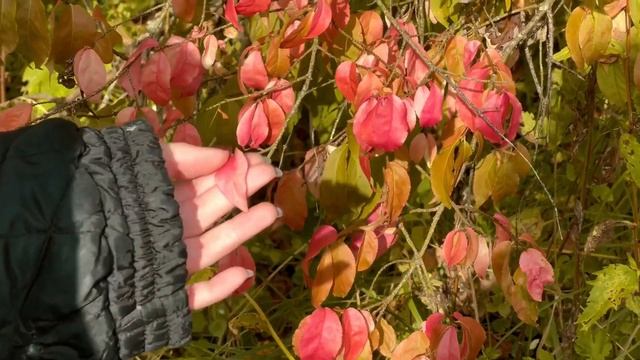 30.09 - 02.10.2023 vlog | дача, лес, джудас, книжки смотреть онлайн