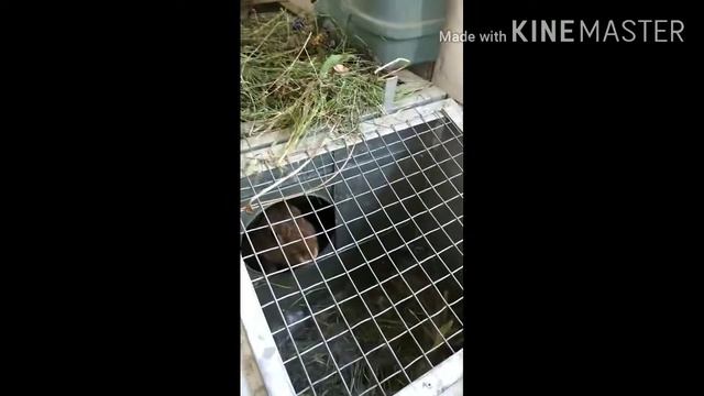 Окрол крольчихи) смотреть онлайн