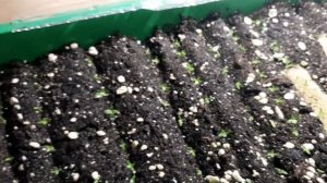 ВЫТЯНУЛИСЬ ВСХОДЫ ПЕТУНИИ И ЭУСТОМЫ. ЧТО ДЕЛАТЬ И КАК УСТРАНИТЬ ТАКУЮ ПРОБЛЕМУ.