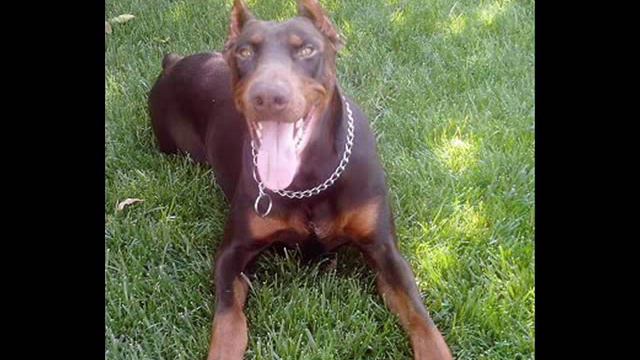 Lick my Doberman's Ass смотреть онлайн