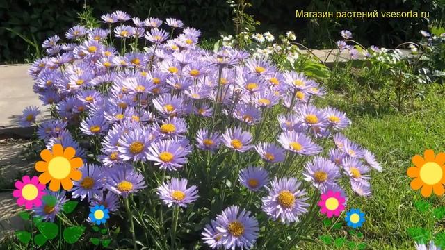 Нивяник альпийский. Краткий обзор, описание характеристик, где купить крупномеры leacanthemum alpiu смотреть онлайн