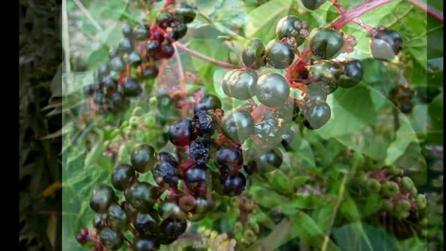 #Лаконос американский или фитолакка. смотреть онлайн