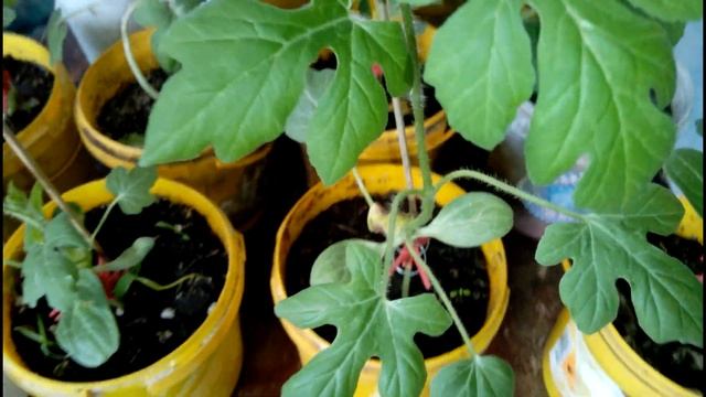 #Love your garden. Техника прививки, уход за привитым растением... смотреть онлайн