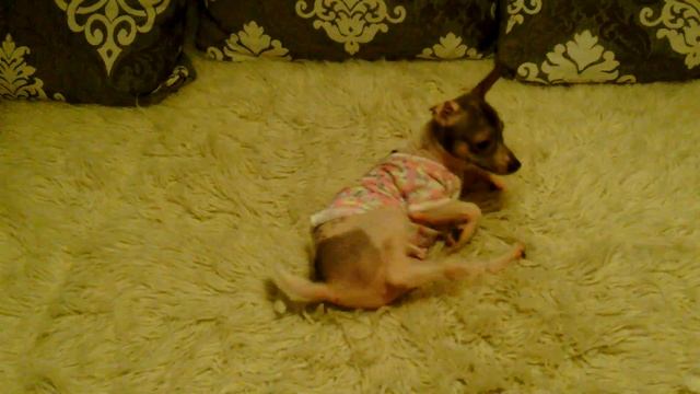 Собака_собака смотреть онлайн
