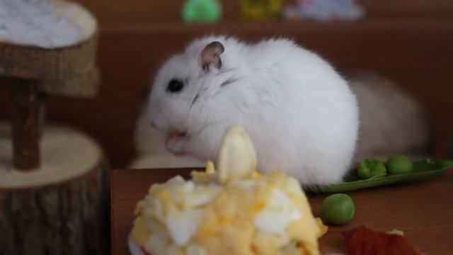 Соня встретилась с Попрыгунчиком и надавала ему пощечин. Хомяки празднуют (ЧАСТЬ 2) смотреть онлайн