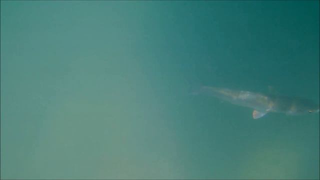 Big Fish Near The Shore. Adriatic Sea. Большие рыбы у берега. Адриатическое море.