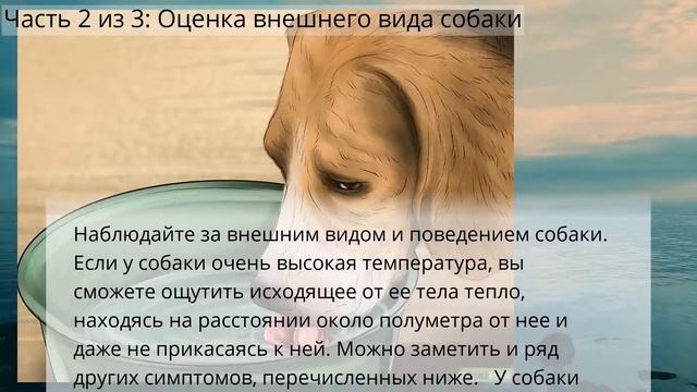 Как измерить температуру у собаки без градусника смотреть онлайн