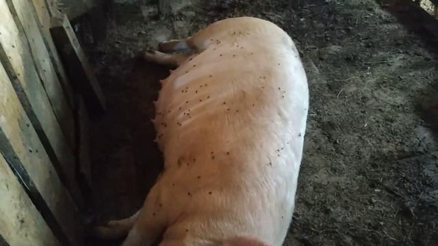 Обзор хозяйства на 28 июня 2019 года. смотреть онлайн