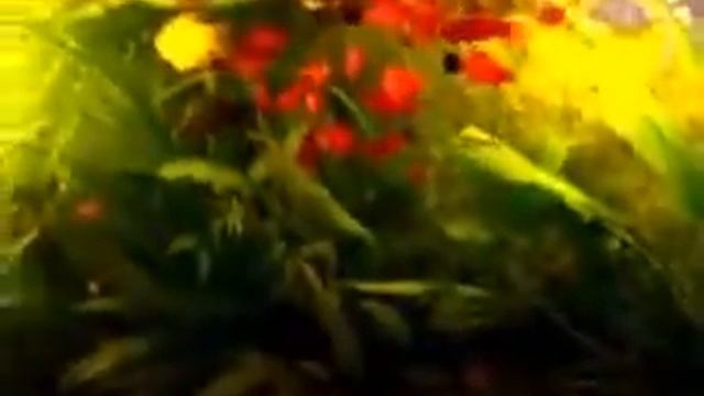 Первые шаги при покупке аквариума для начинающих смотреть онлайн