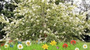 Черемуха маака (prunus) ? Обзор ]: посадка и уход. крупномеры черемухи : описание и особенности