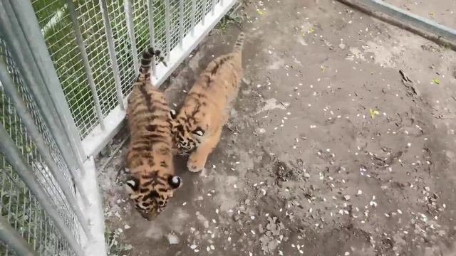 Срочно в номер 🥰Тигрята осваивают прогулочный вольер и он им очень нравится смотреть онлайн