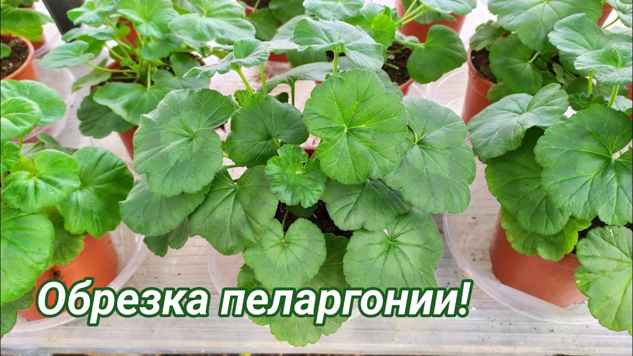 Обрезка, прищипка, формирование молодой пеларгонии (герани) для пышного куста! смотреть онлайн