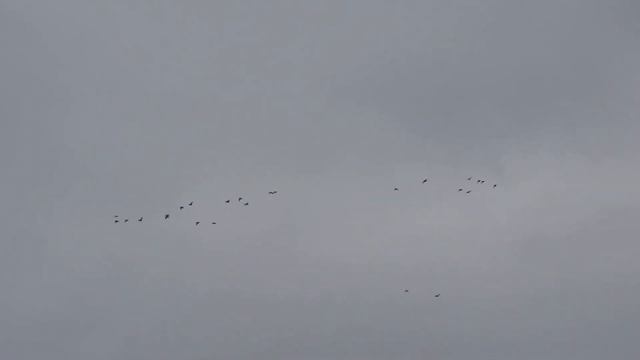 Охота на диких уток смотреть онлайн