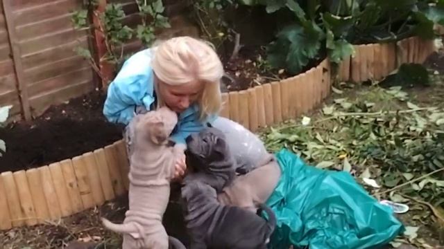 Shar-Pei Puppies - wrinkly blue & lilac sharpei puppies with chihuahua смотреть онлайн