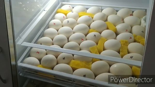 Результат оплода яйца 1-ой инкубации 2020г. Норма для уток по ГОСТу РФ. смотреть онлайн