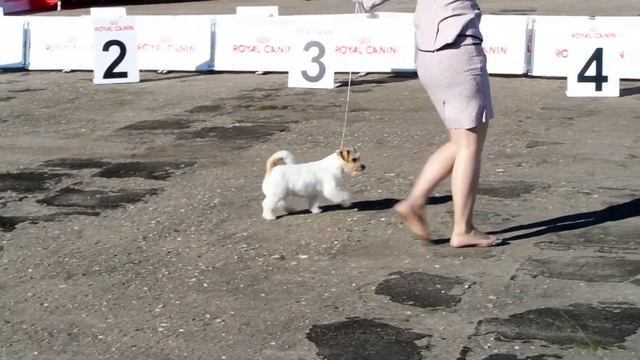 CACIB Новгород 2013 номер 340 /1/ смотреть онлайн