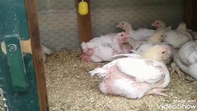 РАСКЛЕВ У КУР♡ ЧТО ДЕЛАТЬ♡ БРОЙЛЕРЫ♡ КРОЛИКИ♡БЫТОВУХА♡ смотреть онлайн