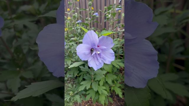 Pollinator on Blue Chiffon Rose of Sharon смотреть онлайн