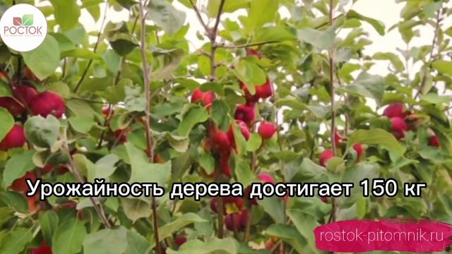 ?Яблоня Серебряное копытце? Питомник Росток! смотреть онлайн