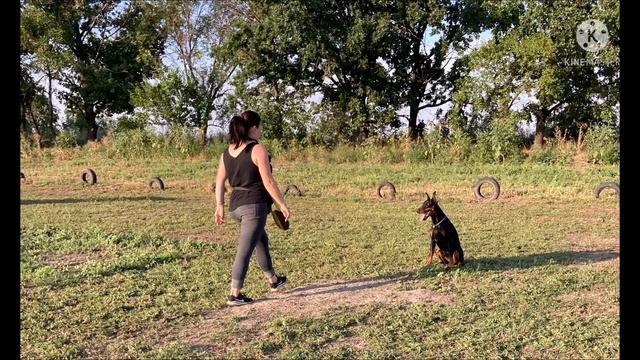 Приглашаем на тренировки по послушанию для собак всех пород. смотреть онлайн