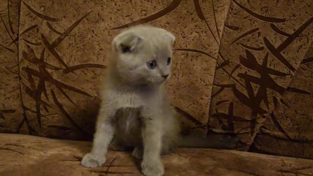 Шотландский вислоухий кот (Скоттиш-фолд) смотреть онлайн