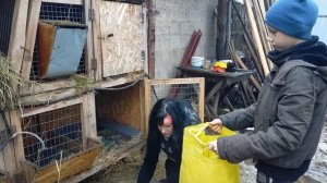 КРОЛИКИ//ПОЛТАВСКОЕ СЕРЕБРО ИЛИ КАЛИФОРНИЯ//